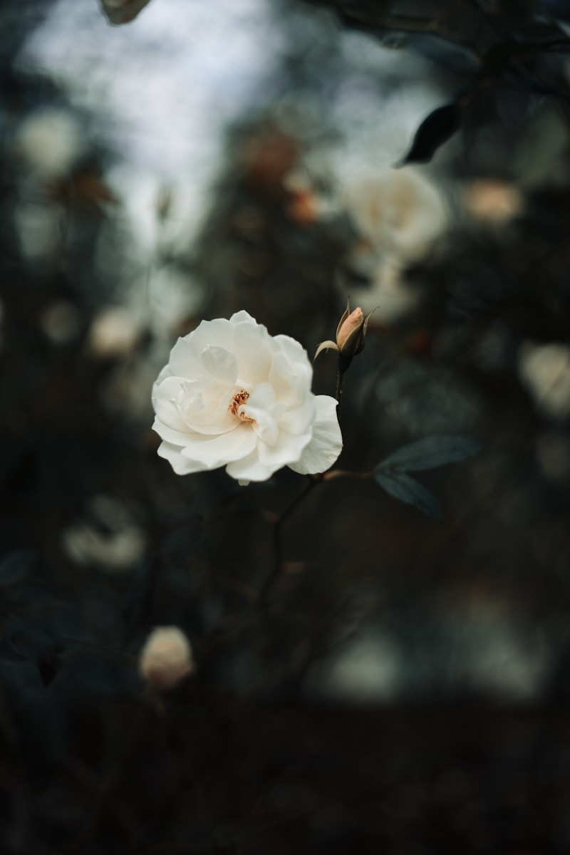 A white flower is in the middle of a bush